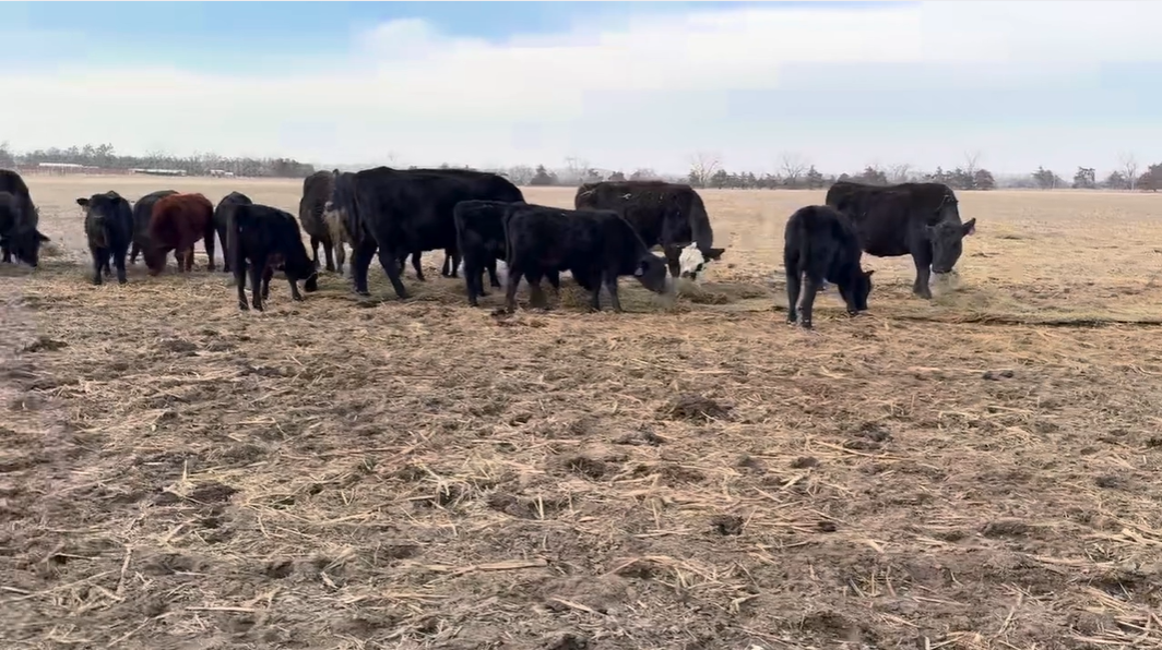 CP109A5 7-yr-old fall pairs-Exposed to Hereford bulls!